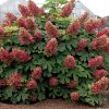 hydrangea quercifolia ruby slippers 1 9