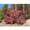 HGIC native Hydrangea quercifolia fall MT 600