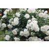 pol pl Roza okrywowa Sea Foam Rosa 9808 1