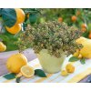 12149611 Thymus citriodorus Golden King lemon thyme