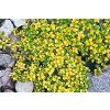 Thymus ‘Doone Valley’