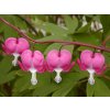 828 dicentra spectabilis