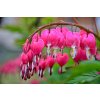 Dicentra spectabilis