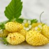 yellow strawberry