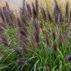lampenpoetersgras Pennisetum alopecuroides MoudryS