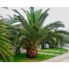 Phoenix canariensis