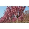 prunus serrulata royal burgundy high stem 10