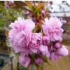 prunus kiku shidare2