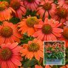 Echinacea purpurea Lakota Orange