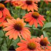 Echinacea Lakota Orange SS