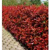 photinia red robin2