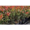 photinia red robin3