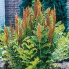 Osmunda Regalis - kráľovská papraď