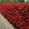 Červienka Photinia fraseri Red Robin