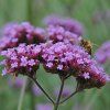 6101290 verbenia bonariensis 02