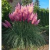 ROZOWA TRAWA PAMPASOWA Cortaderia Selloana Rosea