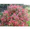 photinia red robin