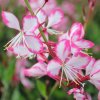 Gaura Rosy Jane
