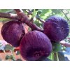Figovník -Ficus carica Gyoroki lapos
