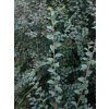 cotoneaster simonsii2