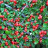 Cotoneaster HORIZONTALIS (skalník)