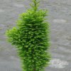 Taxodium distichum Peve Minaret 84347 1