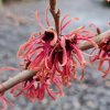 Hamamelis x intermedia Ruby Glow