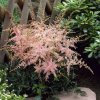 astilbe simplicifolia sprite pluimspirea1