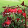 Dicentra Spectabilis 08273