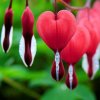 serduszka okazala valentine dicentra spectabilis