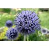 banater kugeldistel taplow blue m044721 70065 0