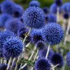 echinops ritro jezibaba