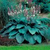 funkia hosta blue angel2 e2u1 cc