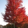 Acer rubrum Brandywine Brandywine Red Maple 2
