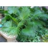 Livistonia chinensis -Livistona čínska AKCIA