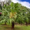 Livistonia chinensis -Livistona čínska AKCIA