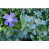 Vinca 3