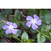 Vinca major Paul Asm X4h0slkUz9V6