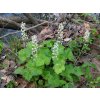 Tiarella cordifolia eraskin NC 2018 04 21