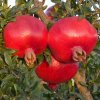 large hardy 1 6 1 8m pomegranate tree punica granatum mollar de elche specimen grow your own juicy superfruits f41