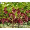 E7701669 Crimson seedless grapes Vitis sp