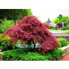 acer garnet