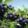 aronia nero 2