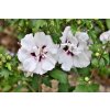 Ibištek -Hibiscus syriacus Speciosus - AKCIA