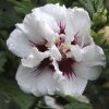 hibiscus syriacus speciosus double ice cream rose of sharon eca
