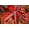 liquidambar styraciflua woorplesdon clt 25 175 200 b 8b15b5e31cabdb80