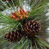 ponderosa pine cones karon devega