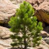 Ponderosa Pine Tree 1