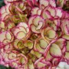 93497 ely hortensia