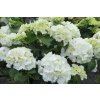 pol pl Hortensja ogrodowa Schneeball Hydrangea macrophylla Snowball OLBRZYMIE KWIATOSTANY 11977 4